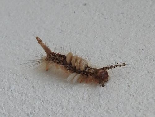 Réf. 200 103 : Orgyia postica
